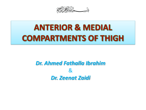 Lecture 15- Anterior & medial compartments of thigh