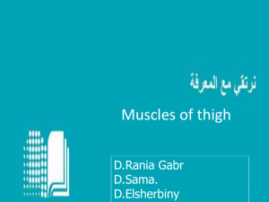 Muscles of the thigh