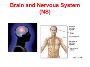 The Brain and The Nervous System
