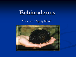 notes Echinoderms