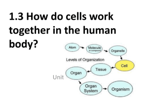 PowerPoint Cells, Tissues, Organs, Systems PART 1