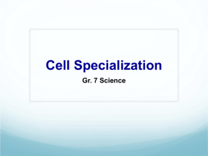 Cell Specialization Powerpoint