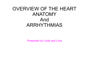 heart anatomy & arrhythmias