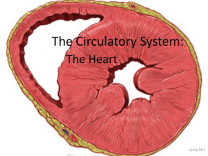 Chapter 19 Circulartory System