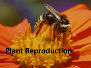 Plant Sex - Redmaids