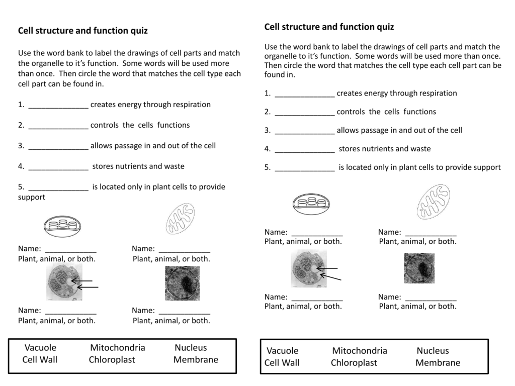 Cell structure and function quiz Throughout Cell Structure And Function Worksheet