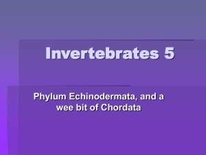 Invertebrates 5