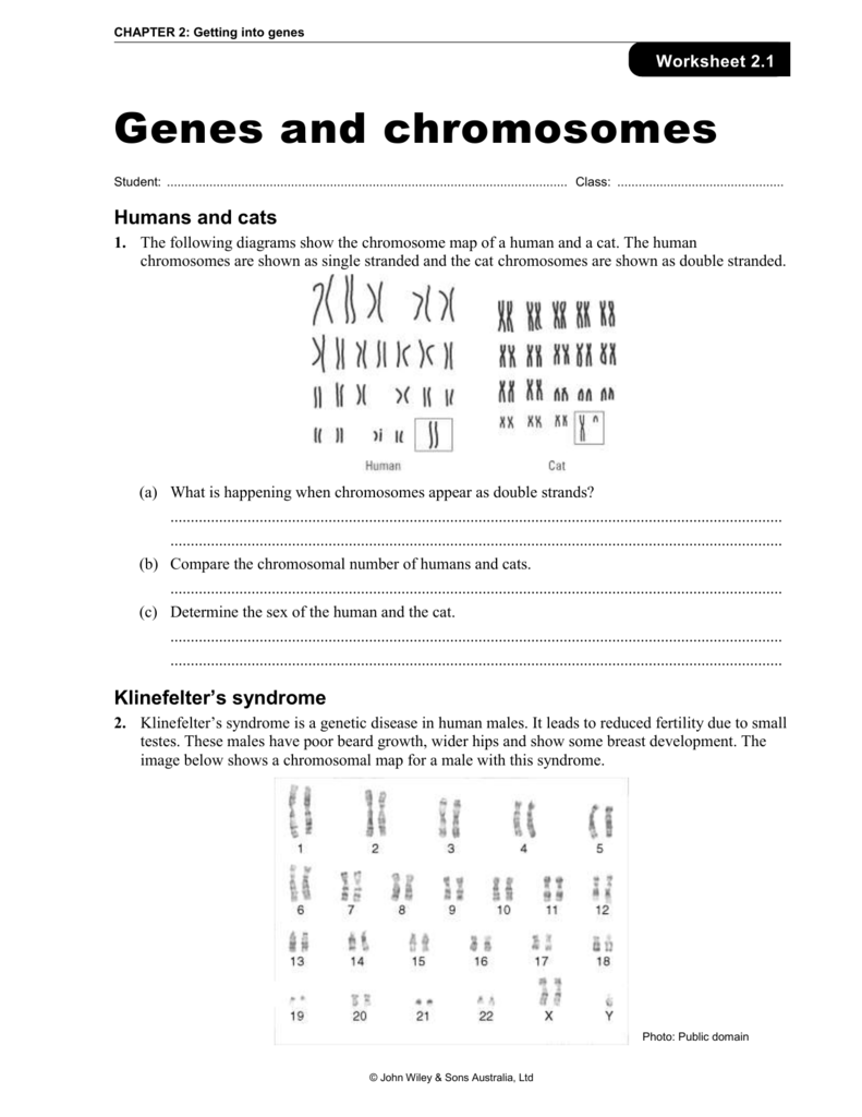 Chromosome Genes And Dna Worksheet Answers