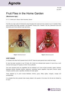Fruit Flies in the Home Garden - Northern Territory Government