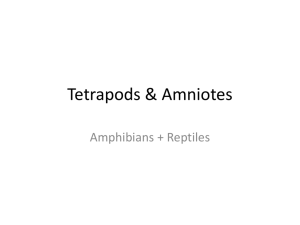 Tetrapods & Amniotes