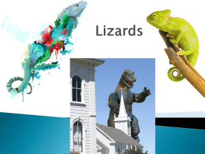 Lizards 3
