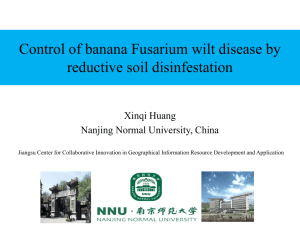 Control of banana Fusarium wilt disease by reductive soil