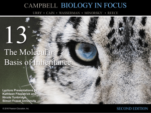 Ch.13 Molecular Basis of Inheritance