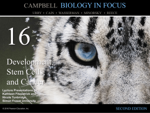 Chapter 16 Development, Stem Cells and Cancer
