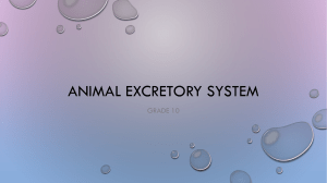 Animal Excretory System