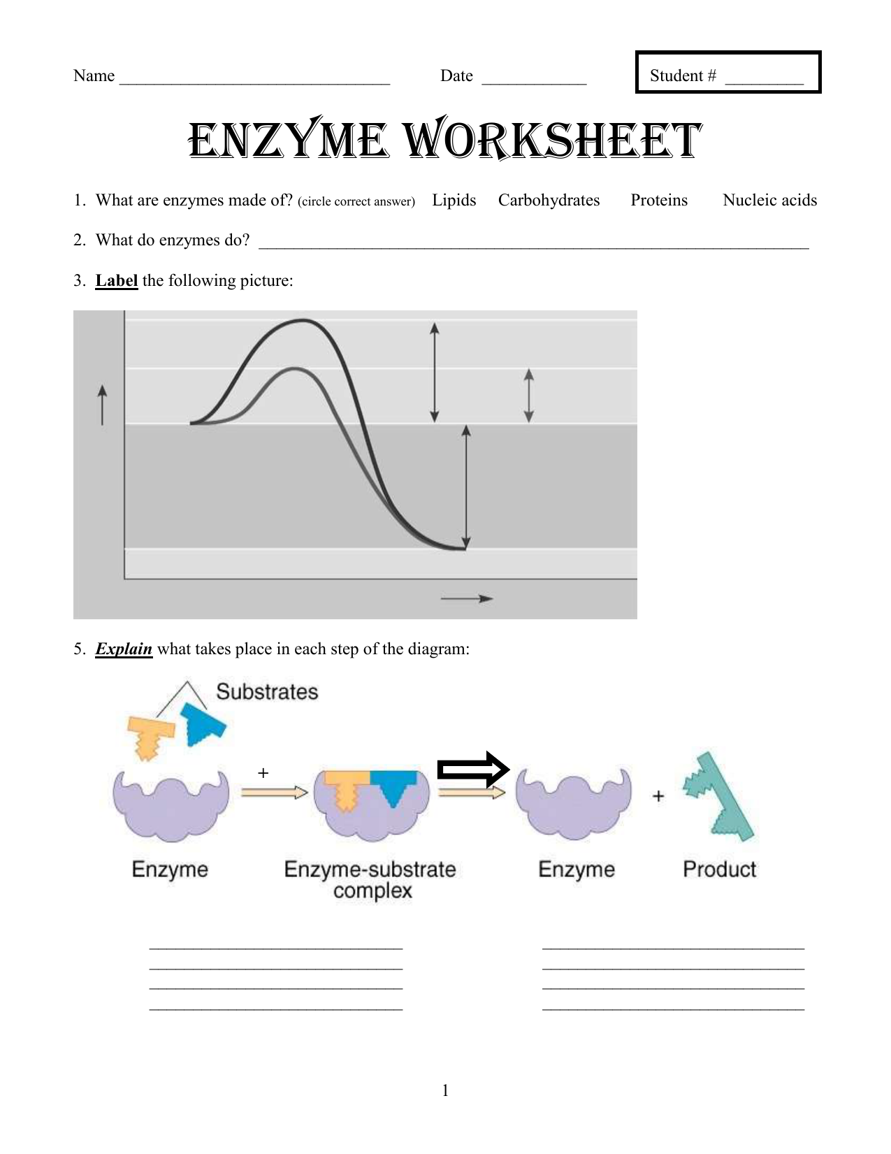 Enzymes Worksheet Answer Key