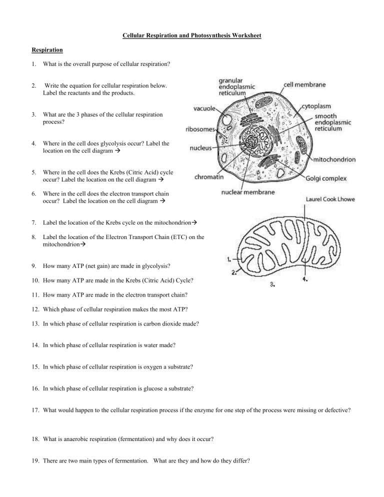 Cellular Respiration And Photosynthesis Worksheet