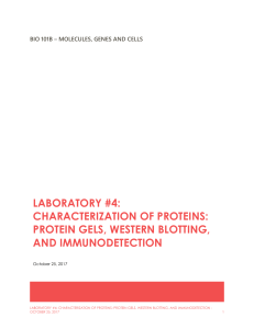 Characterization of Proteins: Protein Gels, Western Blotting and Immunodetection