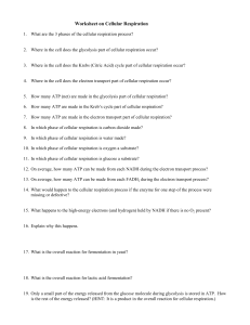 Worksheet on Cellular Respiration