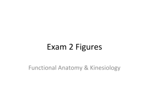 Exam 2 Heart and Spine Figures 2016 - Study Guide.pptx