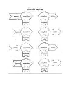 DNA Replication Lab