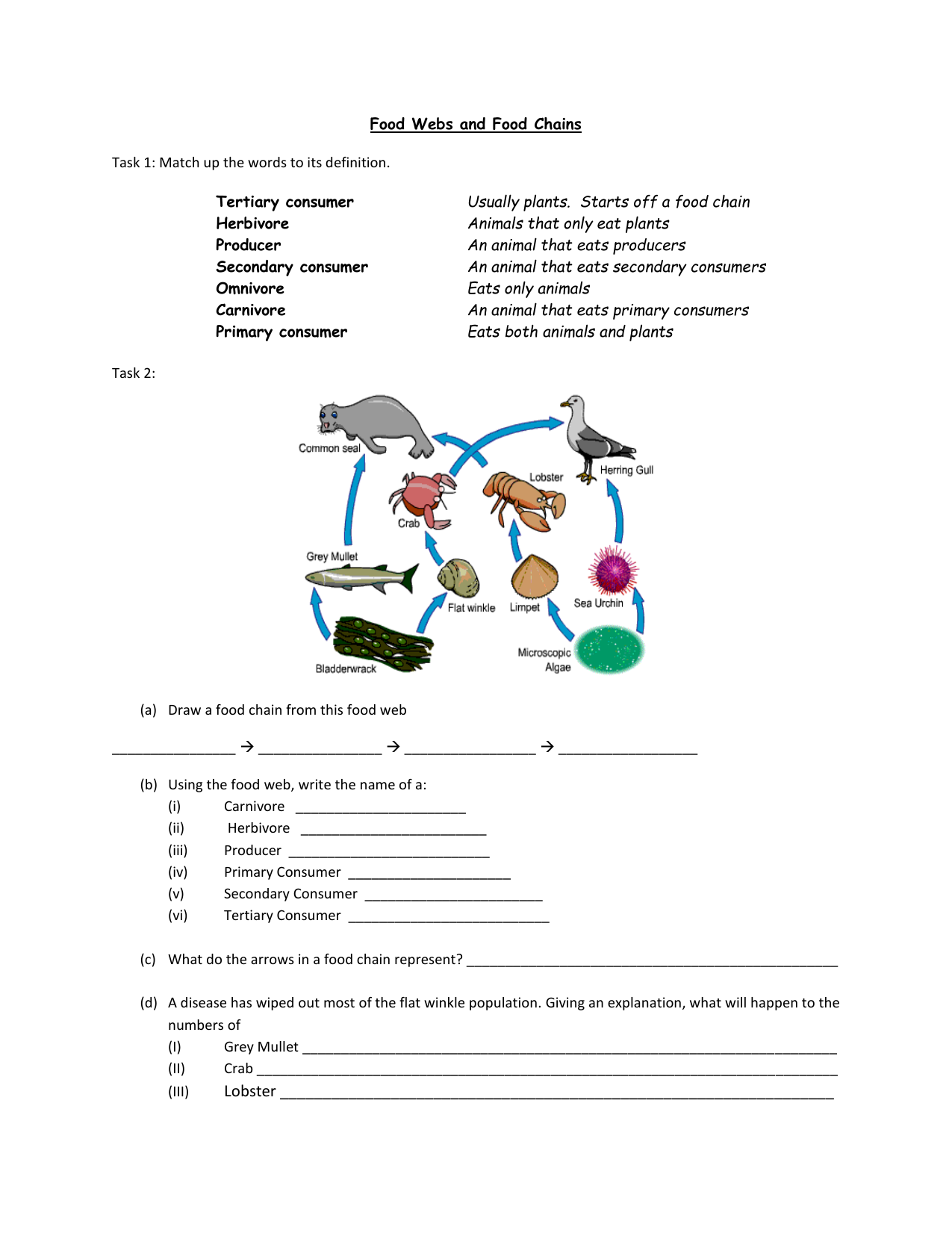 Food Chains and Webs worksheet