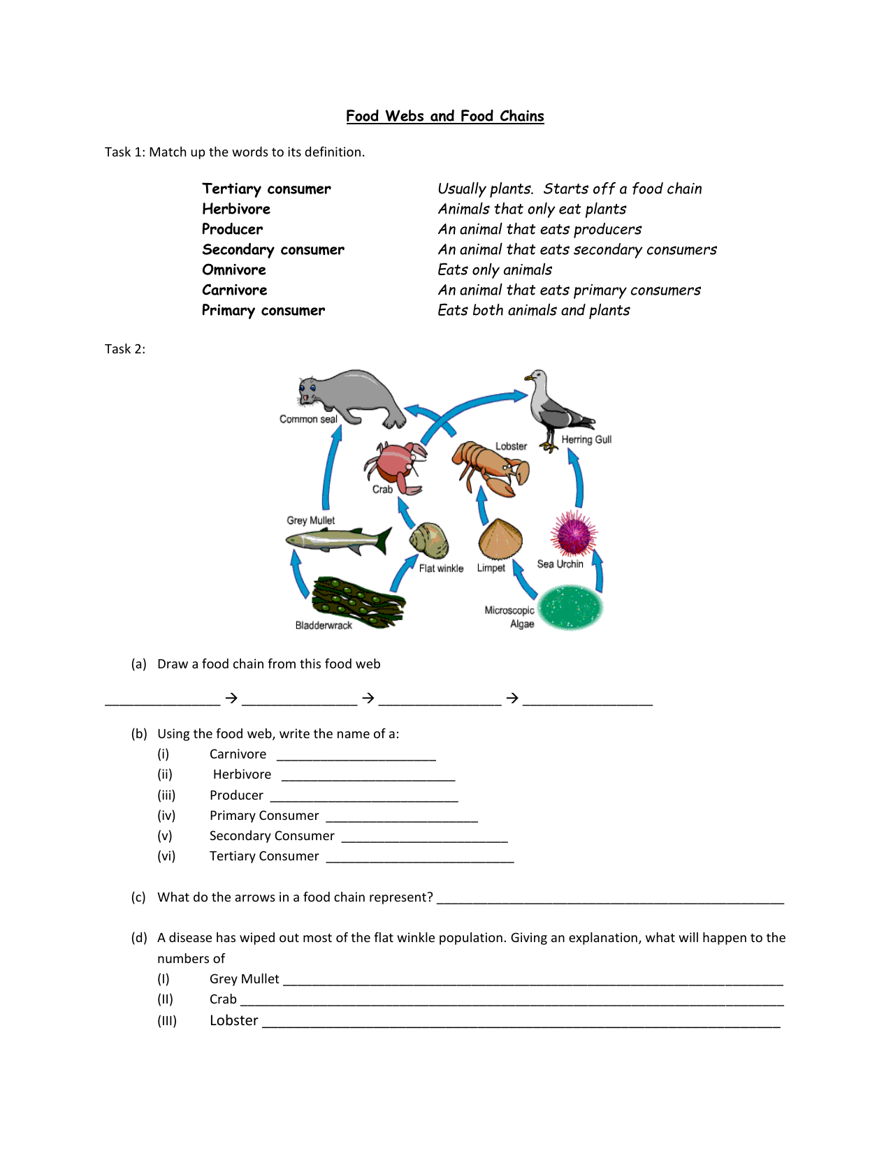 Food Chains And Webs Worksheets