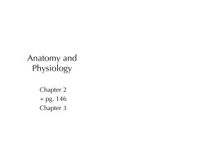 PowerPoints 2 - Anatomy and Physiology (1)