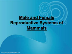 Male and Female reproductive systems of mammals