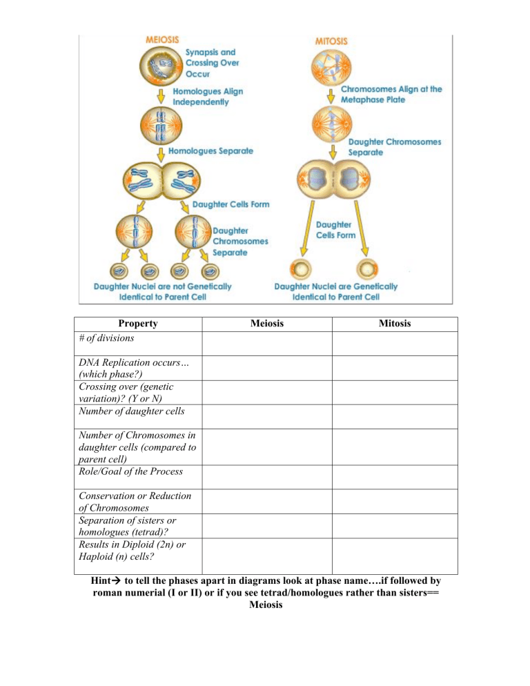 Differences Between Mitosis And Meiosis Table