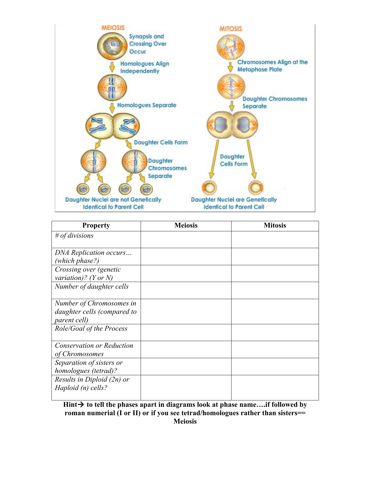 Mitosis Vs Meiosis Chart Worksheet Answer Key