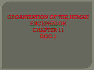 ORGANIZATION OF THE HUMAN ENCEPHALON