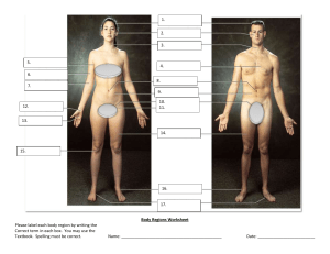 Body Regions