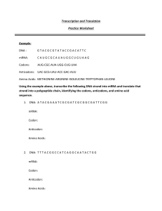 Transcription & Translation Practice Worksheet