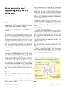 Major ascending and descending tracts in the spinal cord