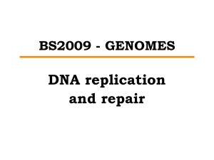 DNA Replication & Repair: Genomes Presentation