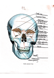 Human Skull Anatomy: Anterior View Diagram