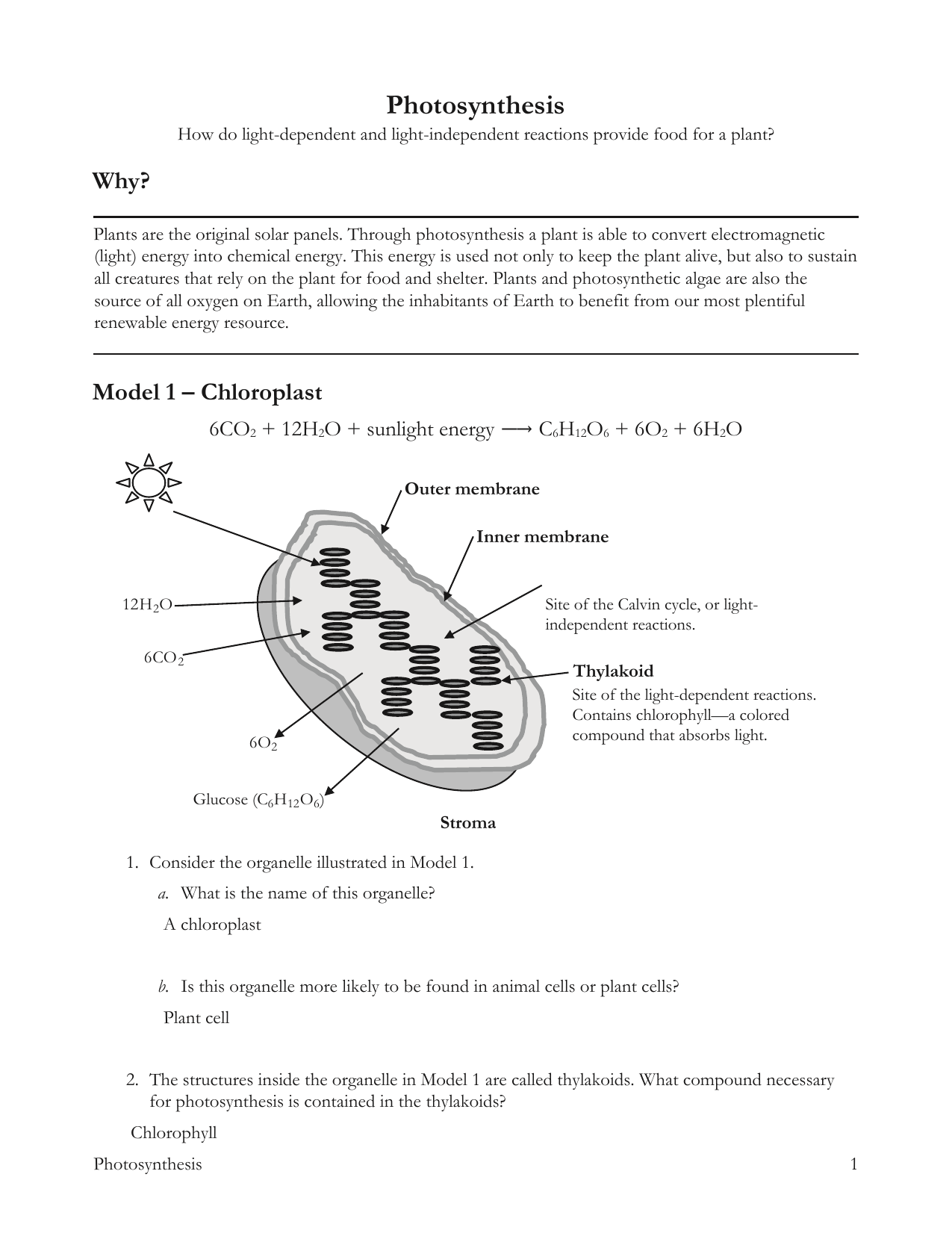 Photosynthesis.POGIL.Answers Pertaining To Photosynthesis Diagrams Worksheet Answers