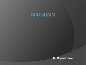8 -Midbrain