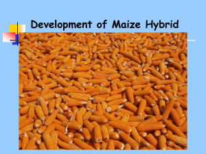 41-maize-hybrid inbreeding
