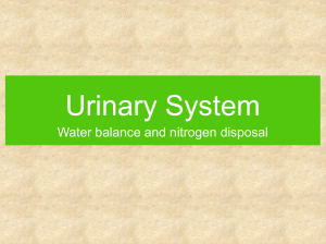 Lecture - Chapter 35 - Urinary System