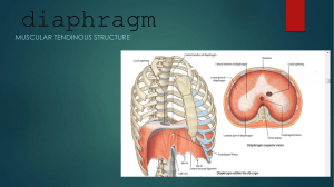 diaphragm presentation