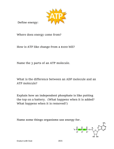 ATP, Photosynthesis, & Respiration Notes