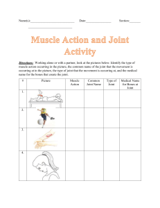 Muscle Action and Joint Activity