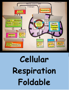 cellular respiration foldable
