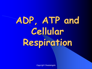 ADPATPandCellularRespiration