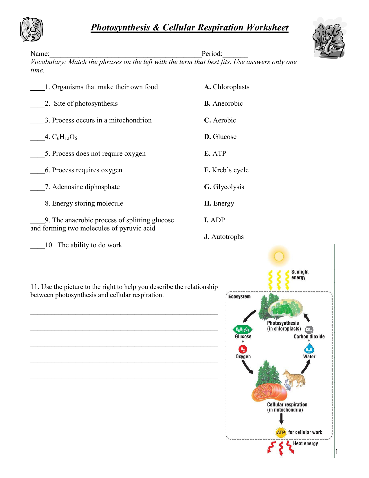 Photosynthesis Respiration Worksheet