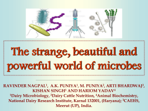 microbes usefulness