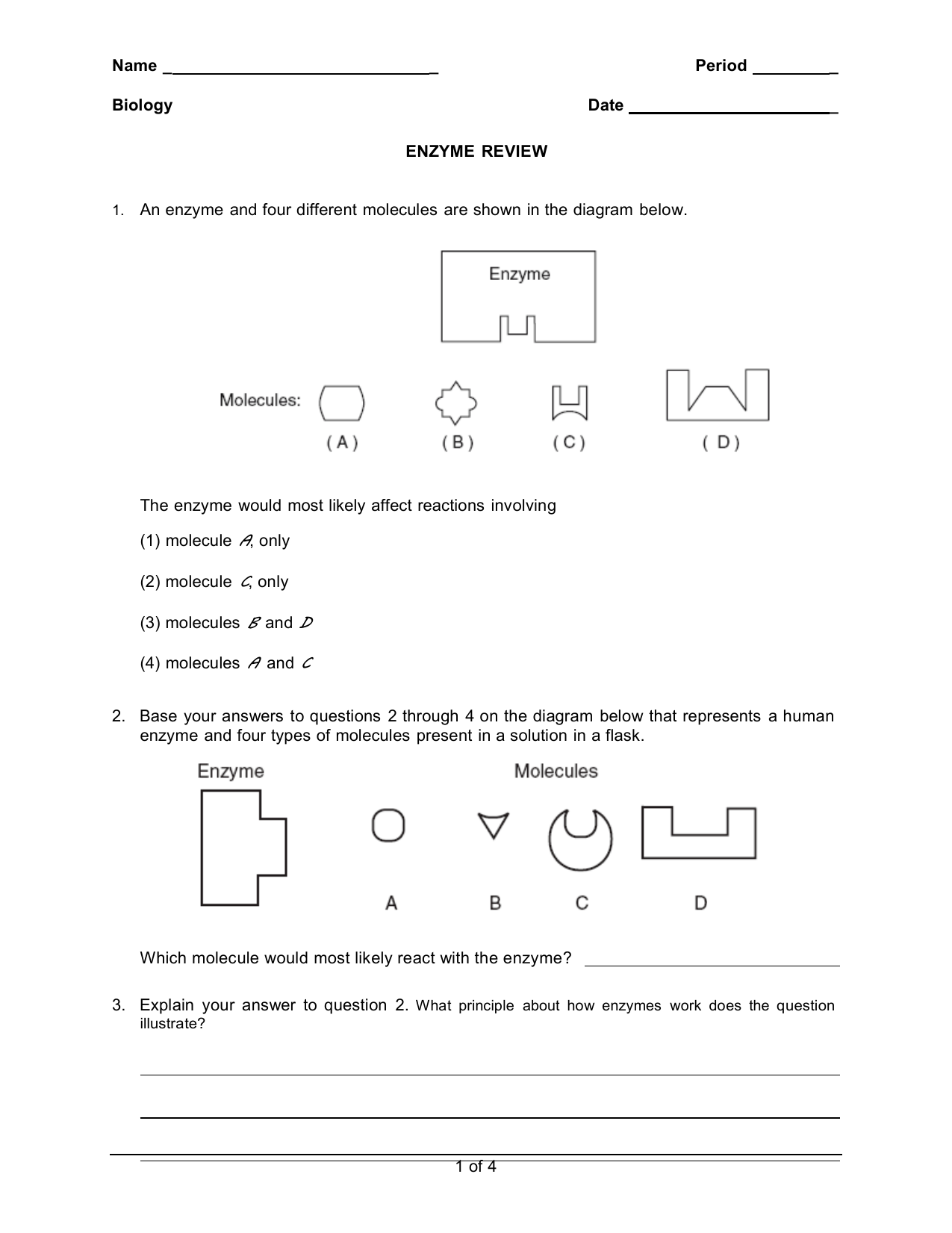 1111-e Enzyme Review worksheet (11) In Enzyme Review Worksheet Answers