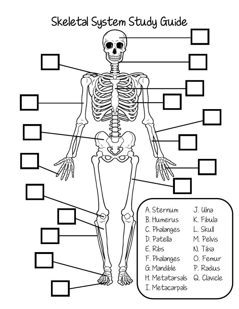 SkeletalSystemStudyGuide